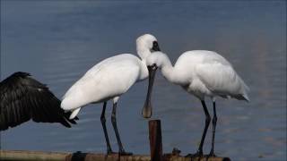 Black faced Spoonbill [upl. by Tnecillim809]