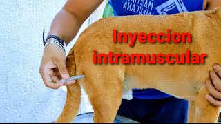 Aprendiendo  Como aplicar una inyeccion intramuscular vetlife veterinary [upl. by Darnell]