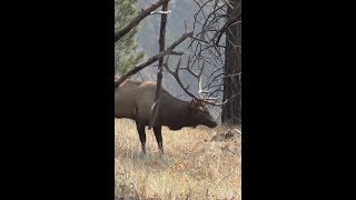 Heart Shot on Big Bull Elk [upl. by Osyth]