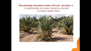 Biotechnologie du Palmier Dattier [upl. by Syman850]