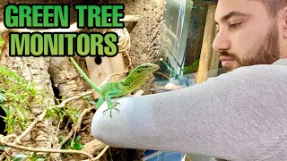 TAMING MY DREAM LIZARDS  GIANT ENCLOSURE SNEAK PEEK GREEN TREE MONITOR UPDATE Varanus prasinus [upl. by Akirea]