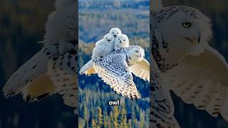 🦉❄️ The Snowy Owl Arctics Fluffiest Predator ❄️ [upl. by Kenlay]