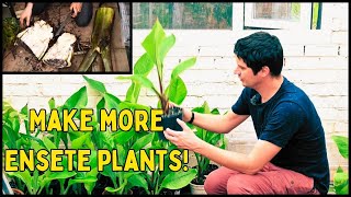 How to make more Ensete Banana plants Propagation Guide [upl. by Ayala]