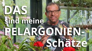 300 Sorten DAS ist meine PELARGONIENSCHATZKAMMER [upl. by Alameda964]