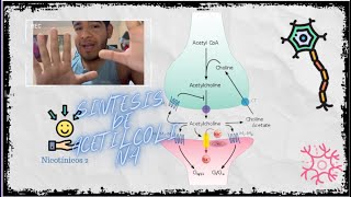 SINTESIS DE ACETILCOLINA [upl. by Yevette]