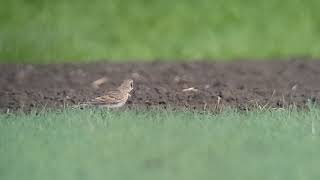 Kalanderleeuwerik  Calandra lark  Ouddorp NL  25042019 [upl. by Liscomb]