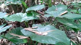 released injured BANDED KRAITBungarus fasciatusSAKHAMUTIRAJSAPVATAMSAPNEUROTOXIC venom [upl. by Nolly]