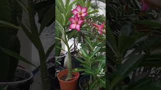 Adenium obesum jardínazoteasolpleno [upl. by Bryant777]