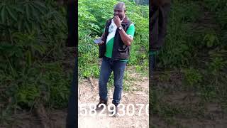 La culture de manioc farming afrique agriculture africa motivation automobile business far [upl. by Sandler]