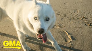 Neurodivergent husky walks with a prance and inspires people around the world l GMA [upl. by Aneetsyrk515]