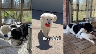 Golden Retriever Puppy Loves His Siblings [upl. by Demaggio343]