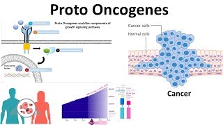 proto oncogenes Genetic basis of cancer [upl. by Anayeek]