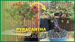 Pyracantha bonsai Pruning Firethorns [upl. by Simone526]