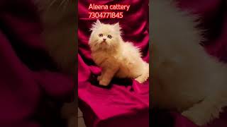 Fawn male kittencat for sale catsshortsvideo shortfeed [upl. by Sibyl743]