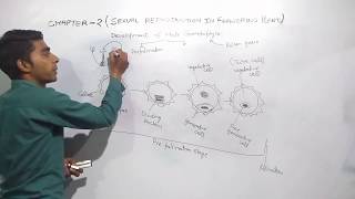 Development of Male gametophyte Part 1 [upl. by Pius]