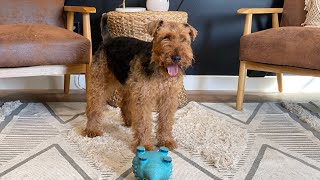 Iroh  Welsh terrier [upl. by Goetz]