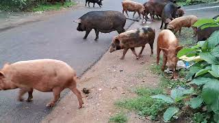 Why swine thrives in bhubaneswar Municipality [upl. by Ellecrad]