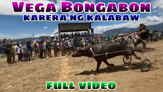 Vega Bongabon karera ng kalabaw 2024 full video [upl. by Loveridge]