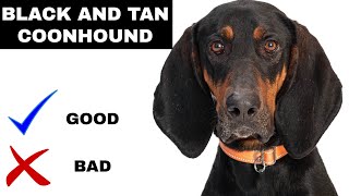 Black and Tan Coonhound Pros And Cons  50 facts you must know [upl. by Nosdrahcir]