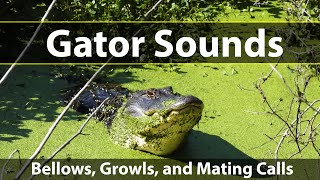 Alligator Sounds See Gator Bellows Grunts and Mating Growls Watch the Water Jump on His Back [upl. by Lehcar2]