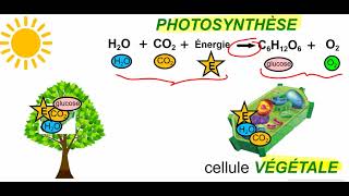 Photosynthèse VS respiration cellulaire [upl. by Theone362]