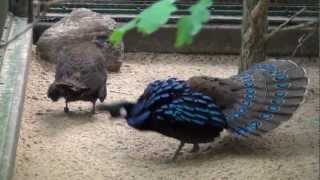 Displaying Palawan Peacock Pheasant [upl. by Kevan840]