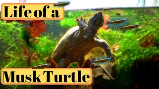 Musk Turtle Care GuideSetup PART 1 Stinkpot Common Musk Turtle Keeping and Tank Setup [upl. by Chrotoem]