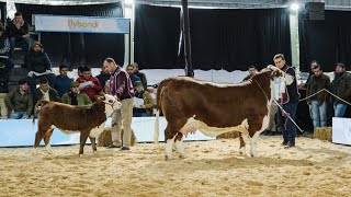 CAMPEON VACA A BOZAL NACIONAL BRAFORD 2024 [upl. by Tolley]