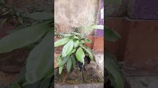 Litchi ka paudha🥰🤩 minivlog ytshorts explorepage shorts reels varshaganguli9967 [upl. by Mariandi]