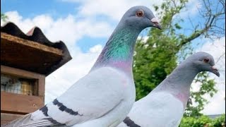 Colombophilies Sénégal Course Pigeon voyageur au Sénégal [upl. by Floro439]