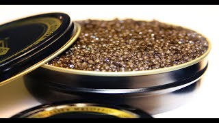 How to raise Russian caviar with aquaculture  Sci NC [upl. by Luna595]