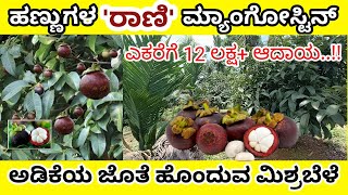 Mangosteen plantation with Arecanut ಮ್ಯಾಂಗೋಸ್ಟೀನ್ ಬೆಳೆಯುವ ವಿಧಾನ Mangosteen farming [upl. by Annaeed]