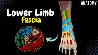 Fascia of the Lower Limb Cross Sections Tendinous Sheath Retinaculum  Anatomy [upl. by Bocock]