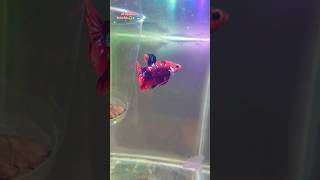 Breeding Pair of Betta Fish  Plakat betta fish  Galaxy Betta fish  Dumbo ear betta fish  betta [upl. by Janot]