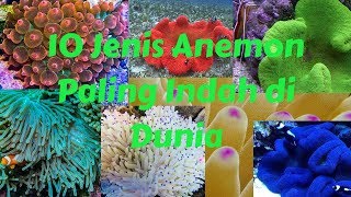 10 JENIS Anemon PALING POPULER PALING INDAH di Dunia [upl. by Hoxie949]