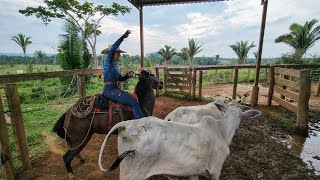 FOMOS EM BUSCA DAS NOVILHAS CERQUEIRAS Só Frigorífico para resolver [upl. by Gereron]