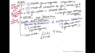 Metformin or Biguanides pharmacology  Mechanism of Action  class 1 [upl. by Ahsennek468]