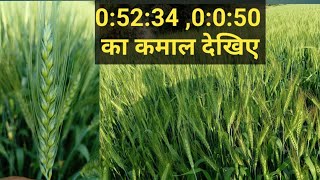 गेहूं में 05234 0050 का स्प्रे कब करें। ganhu me potash ka spray ke fayde  boran ka spray [upl. by Starr]