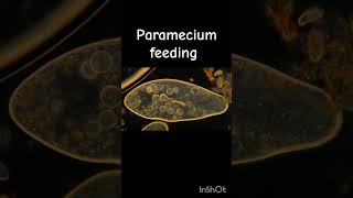 Paramecium feeding under microscope protista paramecium feeding species classification [upl. by Carberry]