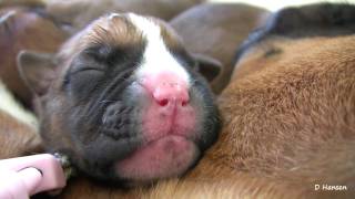 Boxers TwoDayOld Puppies in HD [upl. by Culver528]