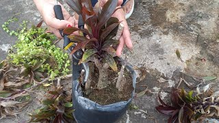 How do I take care of my cordyline plantcordylineplantsminigarden [upl. by Orimisac870]