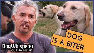 Cesar Millan Gets Bitten By Dog  Season 9 Episode 12  Dog Whisperer [upl. by Eanod]