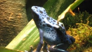 Blue Poison Dart Frog  Amazing footage of these frogs jumping around [upl. by Annaeerb]