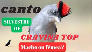 CRAVINA MACHO OU FÊMEA ABRE FECHA MARIA FITA TICO TICO DO SERTÃO [upl. by Inar]