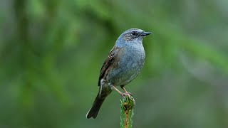 Dunnock singing [upl. by Assirak]