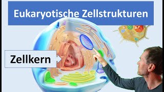 Eukaryotische Zellen Pflanzenzelle und Tierzelle mit ihren wichtigsten Zellstrukturen Organellen [upl. by Mode]