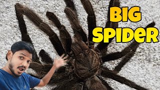 Big Spider In My Home  Amazing Spider 🕷️  घर में मकड़ी घुस गया था vlog [upl. by Boni]