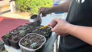 Watering and Propagation Tips for Healthy Growth [upl. by Anaujnas]