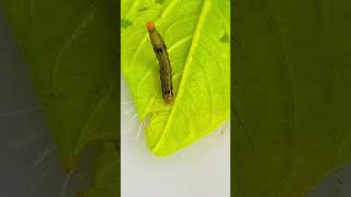 A MOTH CATERPILLAR moth caterpillar [upl. by Ettenahs307]