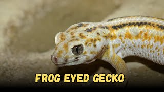 Frog eyed gecko  Geckos That Make The Best Pets [upl. by Annua]